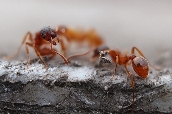irving ant control - red ant