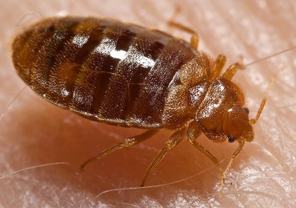 bed bug control irving tx